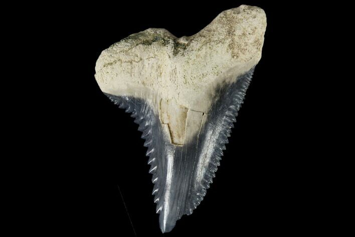 Huge, Fossil Shark Tooth (Hemipristis) - Bone Valley, Florida #113789